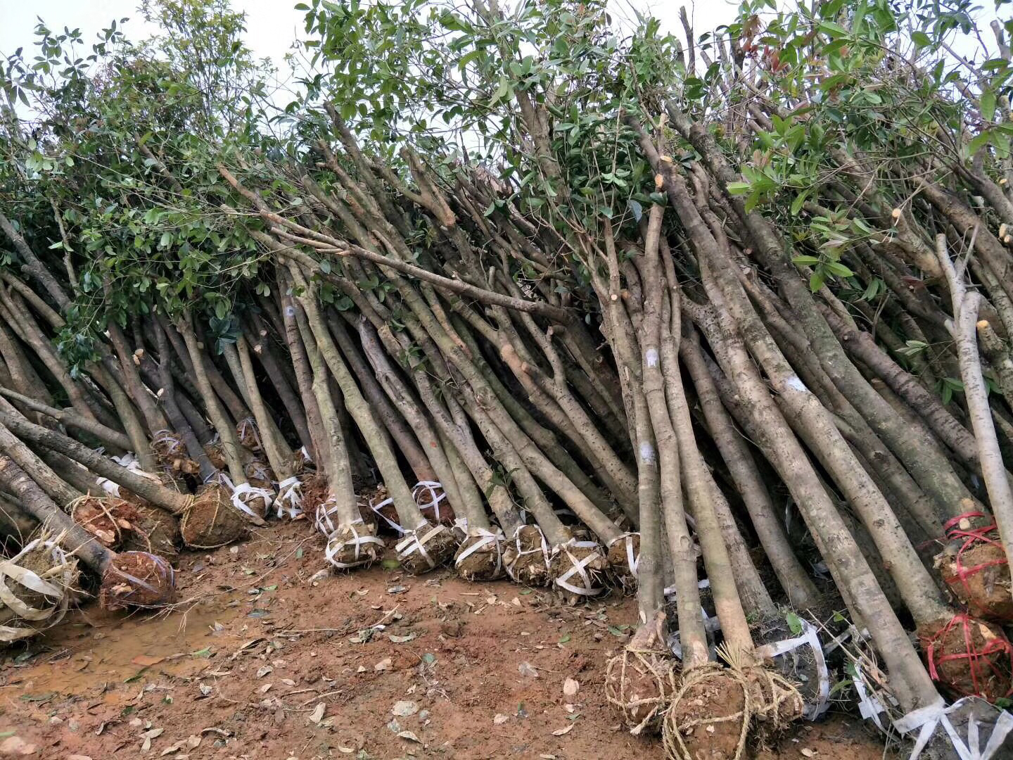 八月桂花芽分化期田间管理场景