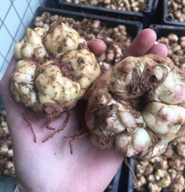 卷丹百合鲜品百合块根龙牙百合块茎百合种茎