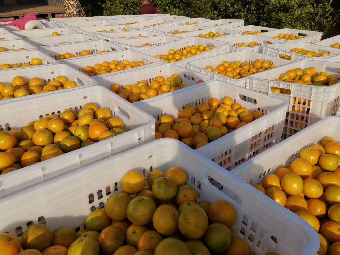 德庆皇帝柑标准化采收现场：果农佩戴白手套，按“三看一捏”标准逐果筛选，篮中果实果皮橙红均匀、果蒂微凹、果肩圆润，背景可见悬挂的电子温湿度记录仪显示当日均温14.3℃