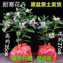 金边瑞香耐寒花卉观花植物室内带花浓香型观花盆栽四季盆景