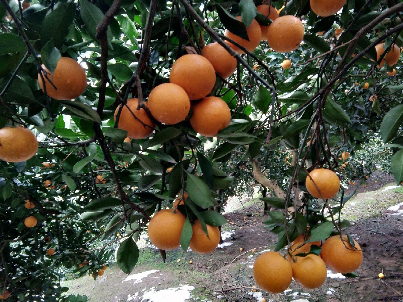 冰糖橙花期农技服务现场纪实:专业团队开展标准化花期监测作业,包含花粉萌发率测定、柱头可授性检测、访花昆虫种类记录及花序发育分级拍照存档,体现现代果树学对冰糖橙开花生物学的深度解析 科研人员在冰糖橙试验园开展花期观测:身穿白大褂的技术员手持便携式花粉活力检测仪靠近花序,平板电脑显示实时分析曲线,背景可见悬挂的微型气象站与标记编号的示范树