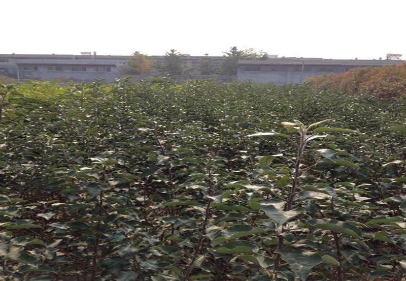 隰县苹果园全景