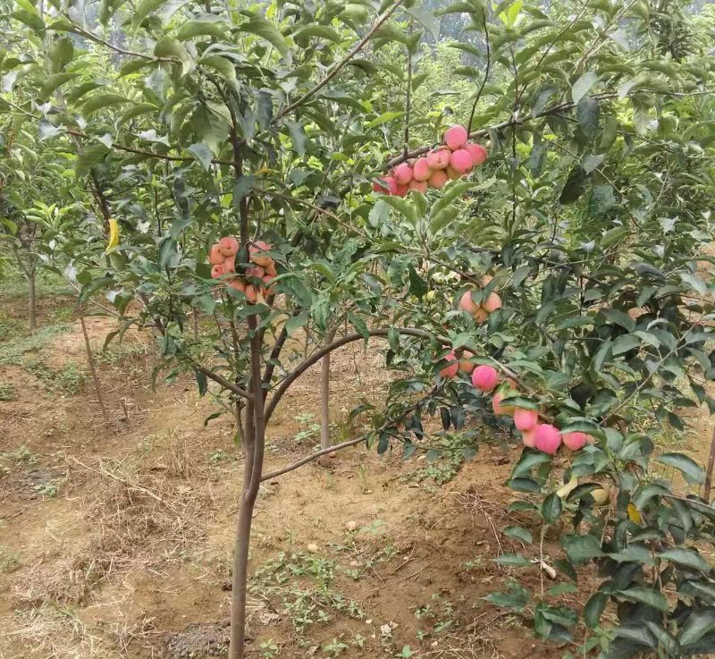盖州市苹果种植基地实景图,展示果园风貌与果树生长状态 盖州苹果果园实景图