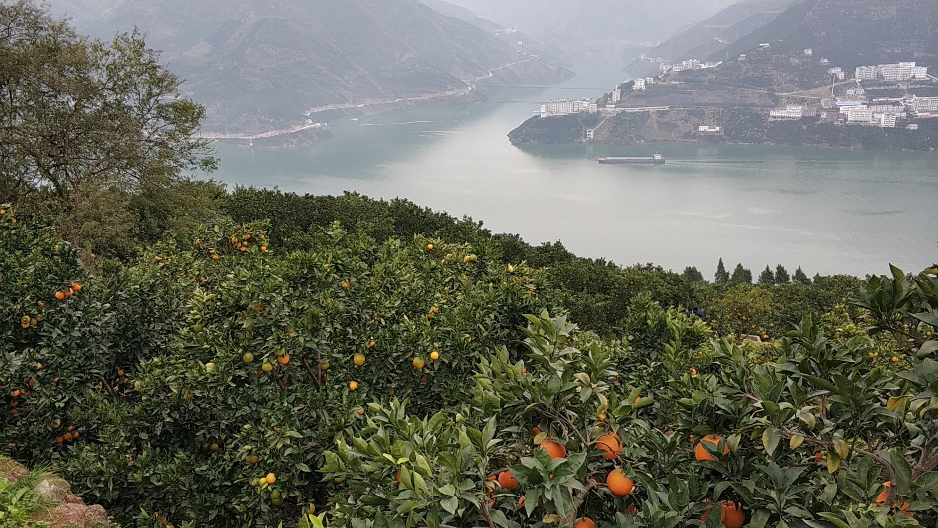 实景溯源影像:四川宜宾高山生态果园,展现标准化种植与现场糖度检测,强化产品可信度与地域稀缺性 五月脆李子产地溯源图:四川宜宾李子基地航拍图,梯田式果园绿意盎然,近景为果农手持测糖仪检测刚采摘的李子,仪器显示Brix值12.8%