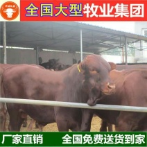 夏洛莱牛犊品种优良品质保障提供技术免费运输