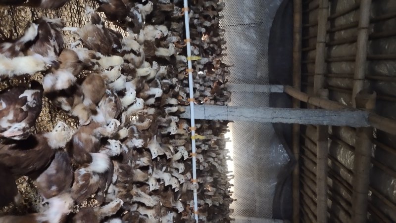 大红公鸡苗,红玉鸡苗脱温红玉鸡苗包打疫苗包成活