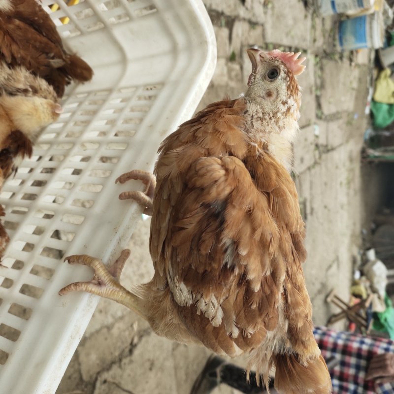 大红公鸡苗,红玉鸡苗脱温红玉鸡苗包打疫苗包成活