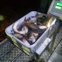 鲤鱼