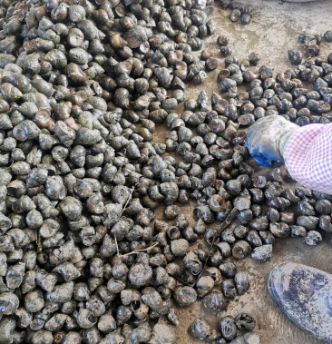 仔螺钓鱼螺种螺新鲜优质田螺大中小规格常年稳定货源