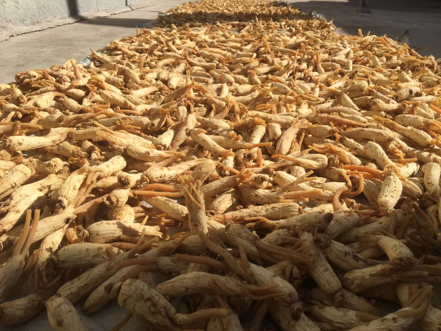 韩参王高丽红参加工工艺展示