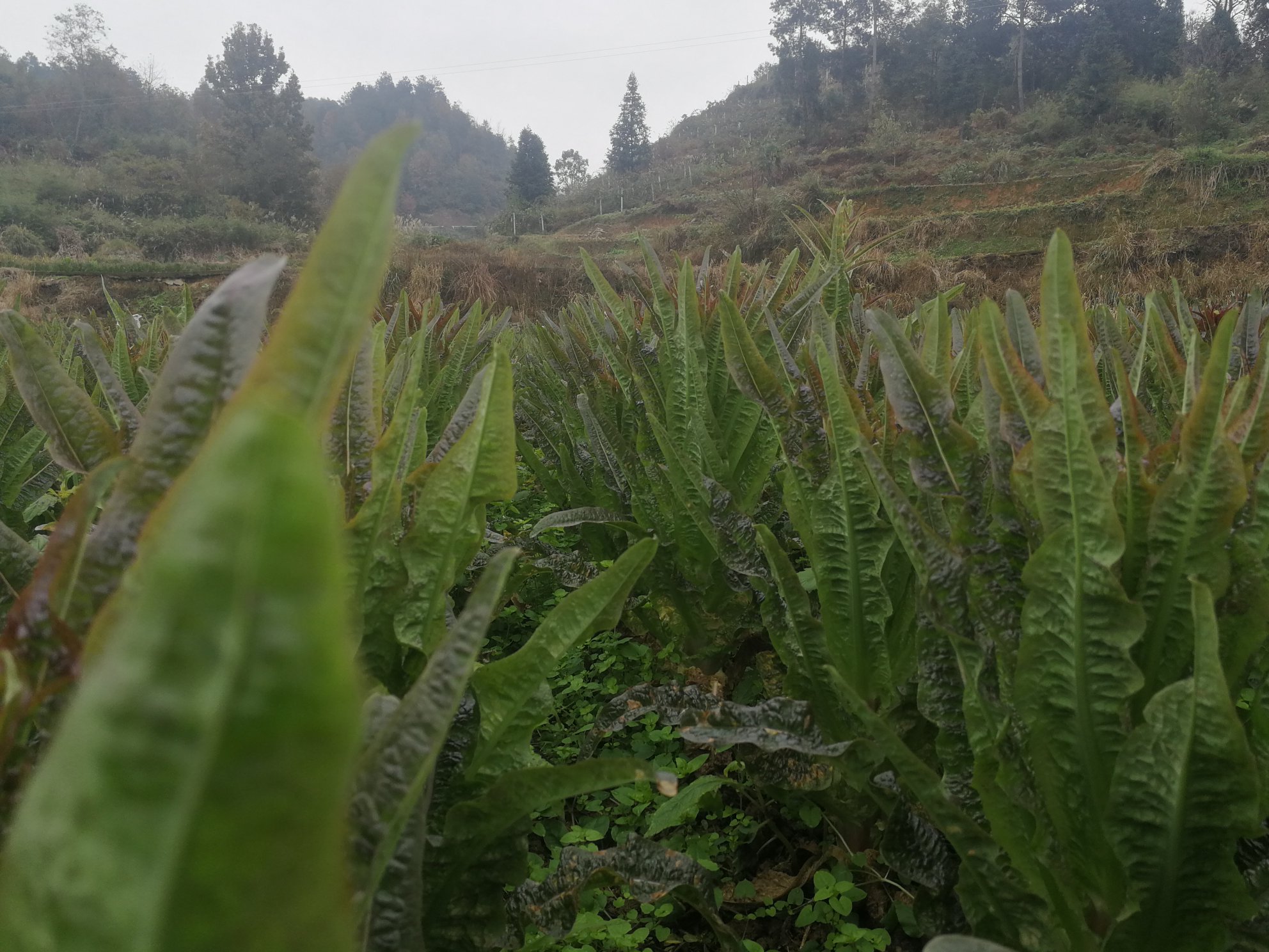 野莴苣植物特写
