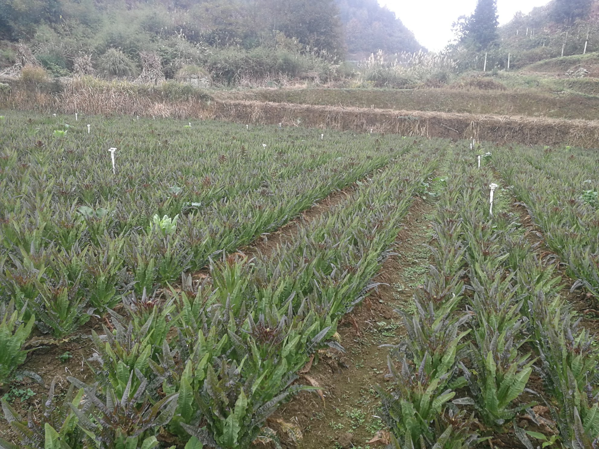 紫叶莴笋与绿叶莴笋种植地对比图