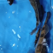 斑鳜。老虎鳜，圆桶鳜，野生斑鳜