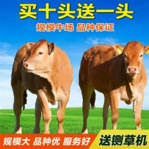 育肥牛犊优良品种品质保障免费运输技术指导