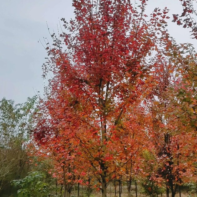 美國紅楓原生苗造型好彩葉樹種