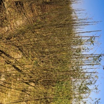 大量批发苦楝树苗1公分左右50万棵