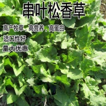 精装串叶松香草种子多年生猪牛羊鹅畜禽牧草籽香槟菊花草