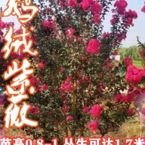 天鹅绒紫薇球红火箭紫薇球80-100公分成活率高