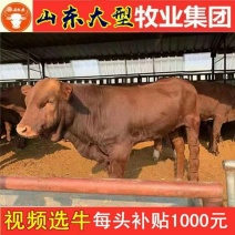 架子牛犊优良品种品质保障提供技术让您养牛无忧