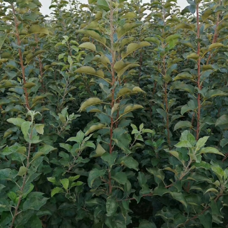 [批发]鸡心果树苗价格,鸡心果苗基地,鸡心果苗批发,视频看货价格3.