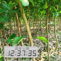 柚子苗安江早香柚移植苗根系好成活率高挂果快