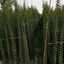 紫薇小苗1-3米高紫薇造型编制材料紫薇花瓶编制专用材