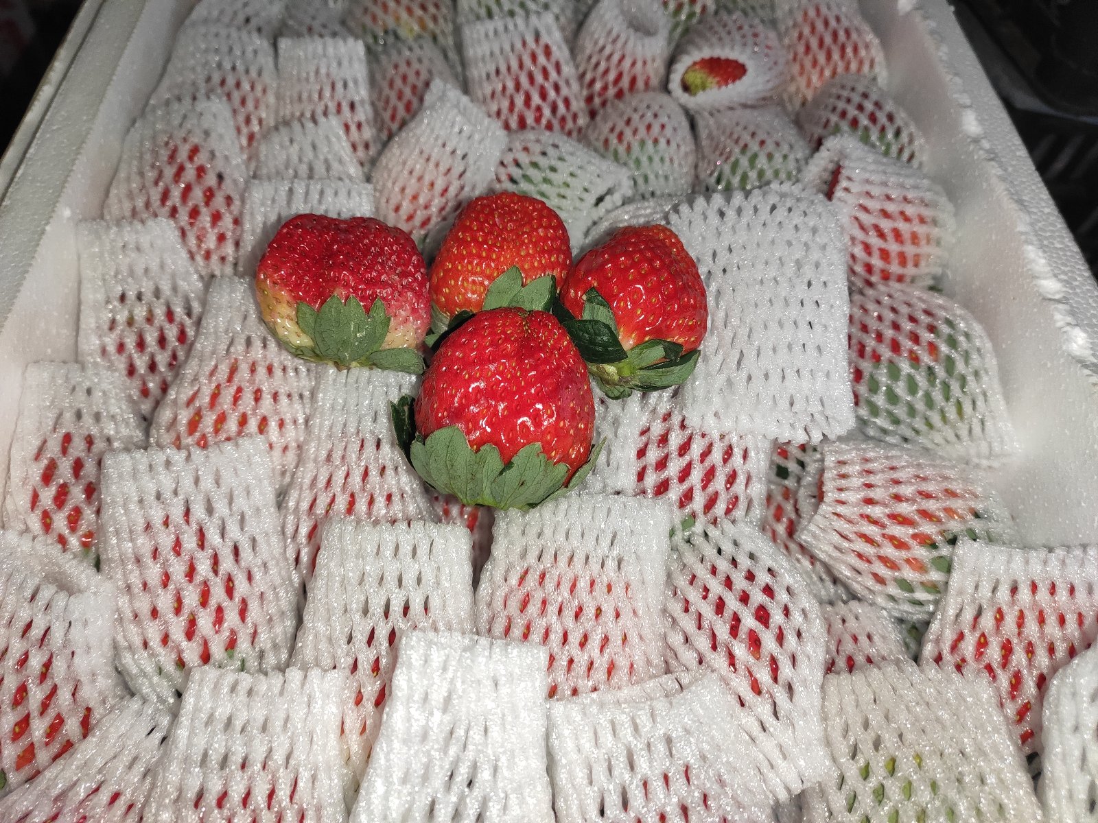 奶油草莓礼盒与普通草莓对比陈列