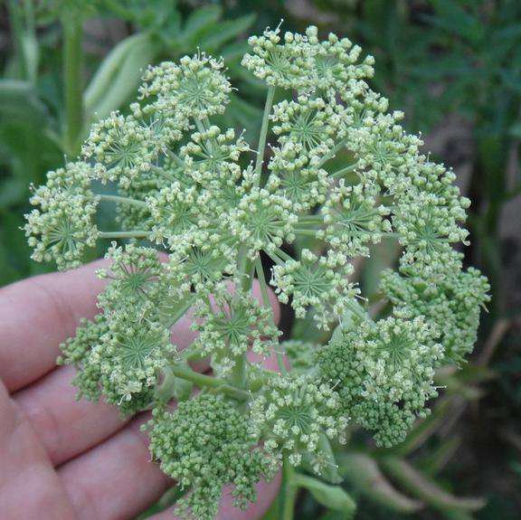 蒜苗开花特写,展示白色小花组成的伞形花序 蒜苗开花的特写照片