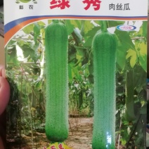【精选】优质肉丝瓜粗丝瓜肉厚抗病好产量高