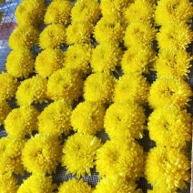 金丝菊