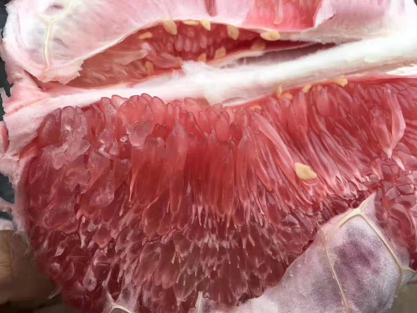 三红柚果肉特写,展现其玫瑰红色果肉和细腻质地 三红柚果肉特写