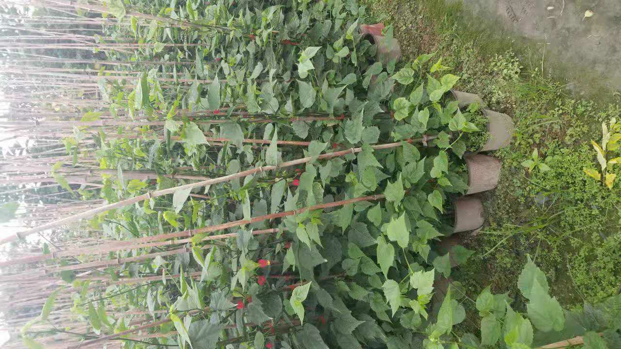 藤本月季栽植间距示意图