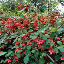 大棵水荀子，水荀子苗圃直销