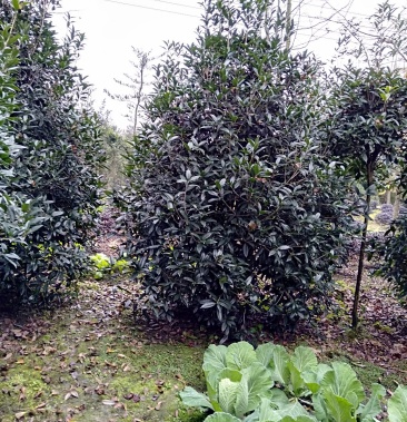 丛生桂花桂花笼子低分枝桂花地笼桂冠福15米3米