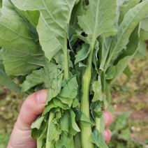 杂交油菜菜苔