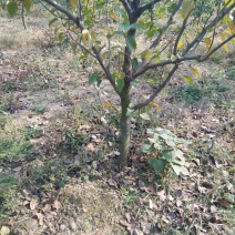 6年梨树，我要卖树