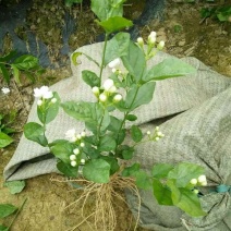 一年重瓣广西茉莉花苗12345年苗广西横县重瓣双瓣茉莉