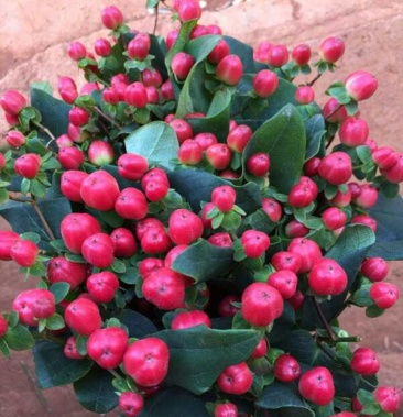 [批发]火龙珠种苗,红色,粉色,绿色各种颜色匀可提供价格1.