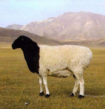 [肉羊批发]黑头羊36~50斤/头价格70.00元/公斤 - 一亩田