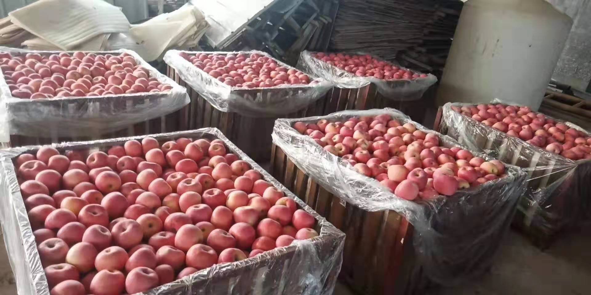 承德国光苹果丰收场景