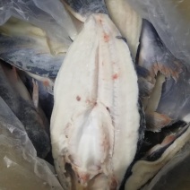 开背巴沙鱼