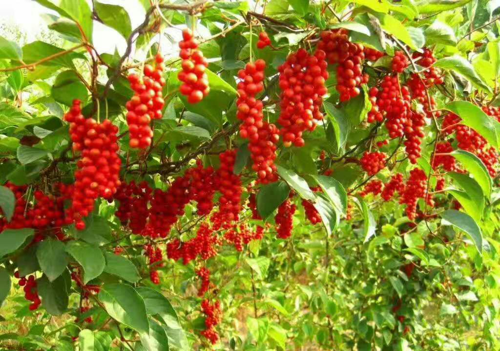 北五味子标准化种植基地航拍：秋季采收季，整齐的五味子藤架覆盖缓坡，藤蔓挂满紫红色成熟果实，工人佩戴手套手工采摘，地面铺有洁净蓝色食品级接果布