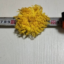 无虫无黑心金丝皇菊
