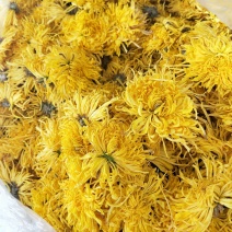 金丝皇菊