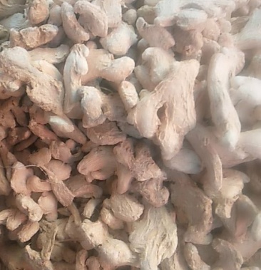 干姜个子,晒干的姜中药材,大货批发统装货