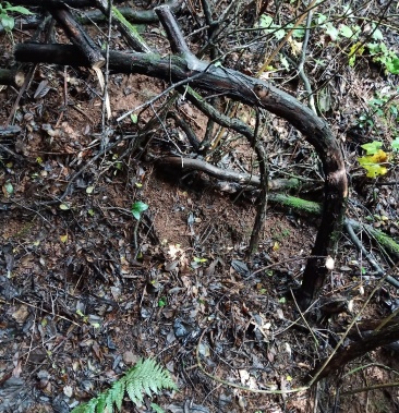 [山木香批发]山木香,红刺藤倒钩刺欢迎选购价格30.00元/棵 - 一亩田