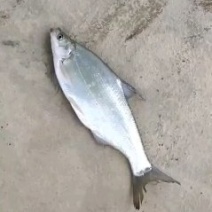翘鳊鱼，鲫鱼