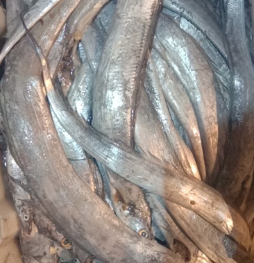 整条带鱼正宗舟山带鱼整箱新鲜冷冻箱装东海海鲜