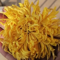金丝黄菊大量出售价格可商议