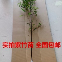 紫竹别名黑竹墨竹竹茹乌竹庭院绿化盆栽竹子成活率高